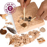 Dan&Darci - Fossil Dig Kit for Kids - Little Stars Toy Store & PlayhouseDan&Darci